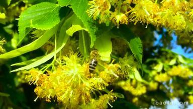 椴花蜂蜜蜜蜂, api Carnica